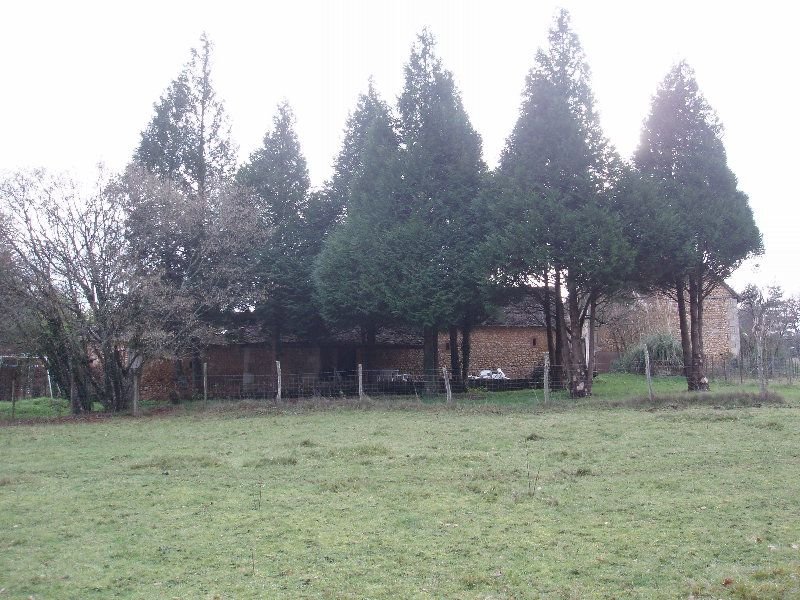 Original farmhouse from rear with old conifers