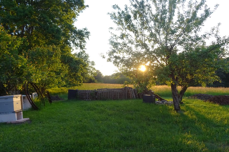 Sunset over the potager