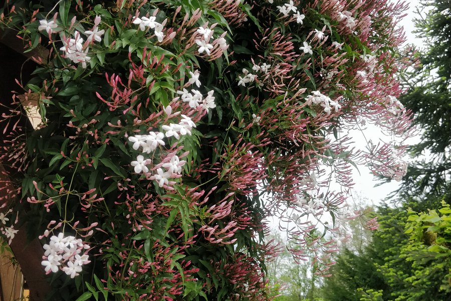 The Bergerie flowering Jasmine smells magnificent