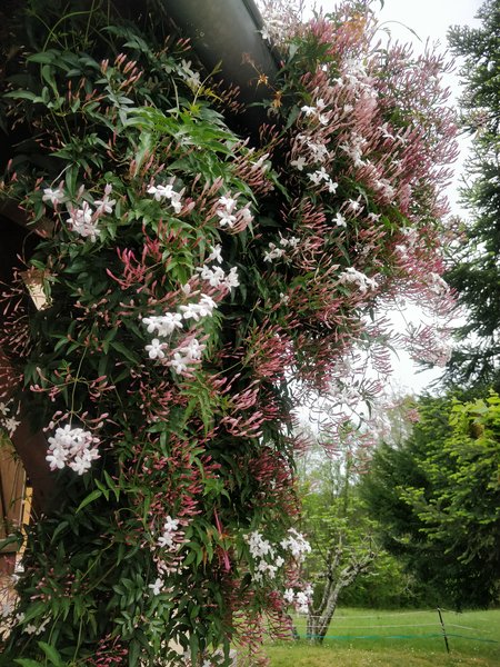 The Bergerie flowering Jasmine smells magnificent