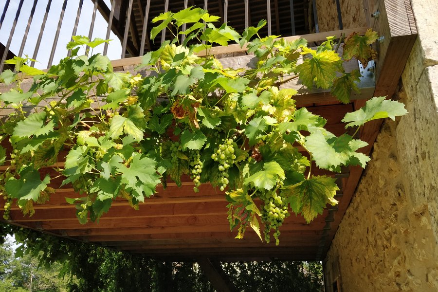 One of our vines in full fruit
