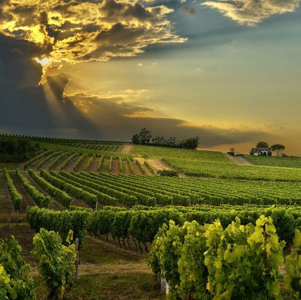 Bergerac vinyards