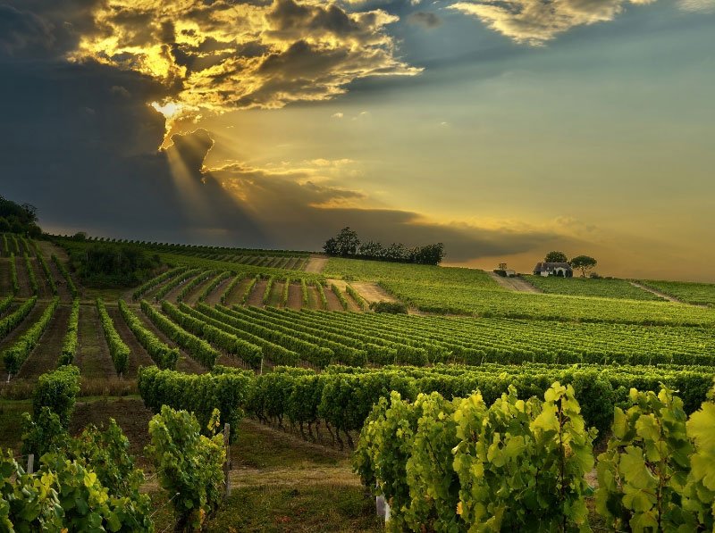 Bergerac vinyards